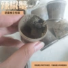 Серо-белый краб в грязевом контейнере, 1 шт. (с грунтом — хранится дольше)