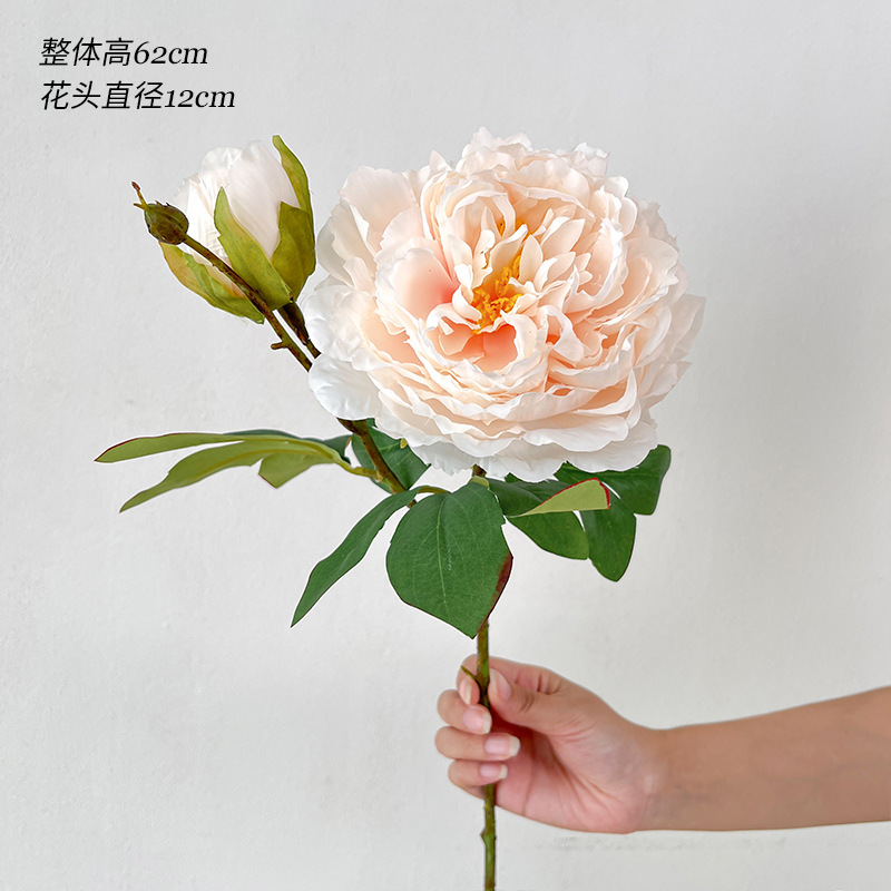 샴페인 스프링 모란 2개