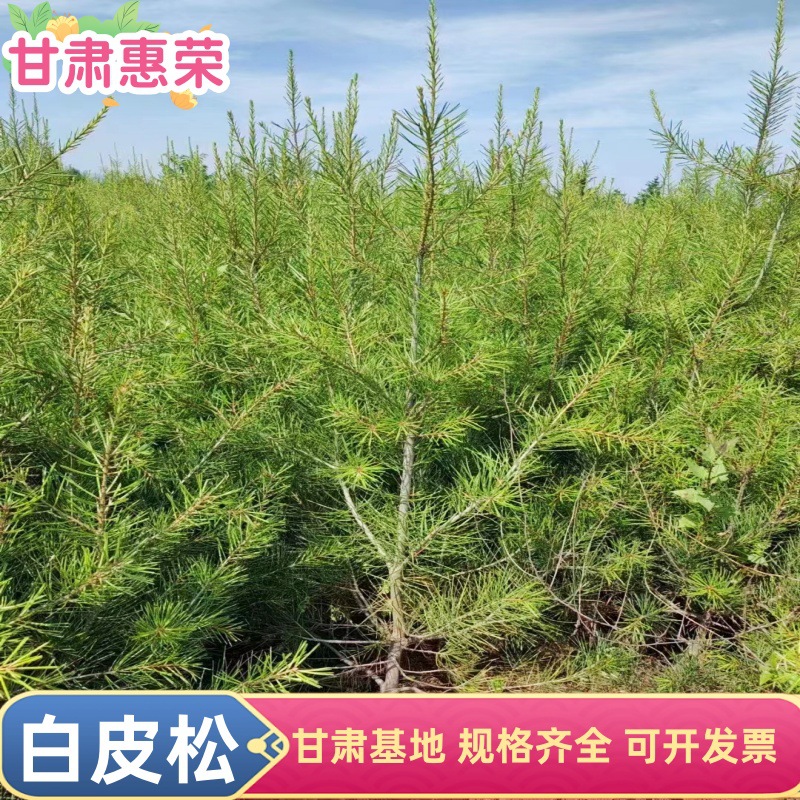荒山绿化白皮松树苗 1米1.5米园林风景树 常年基地供应