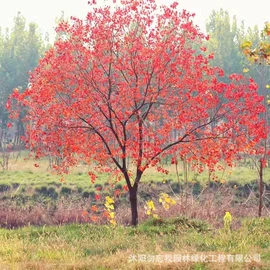 盆栽;乔木;灌木