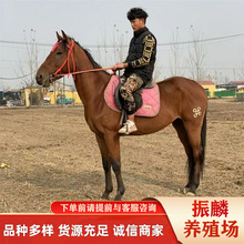 ��ͯ�̌W�R�����R�����Xһƥ���^�õ��R��Ѫ�R���^���R���˵��R