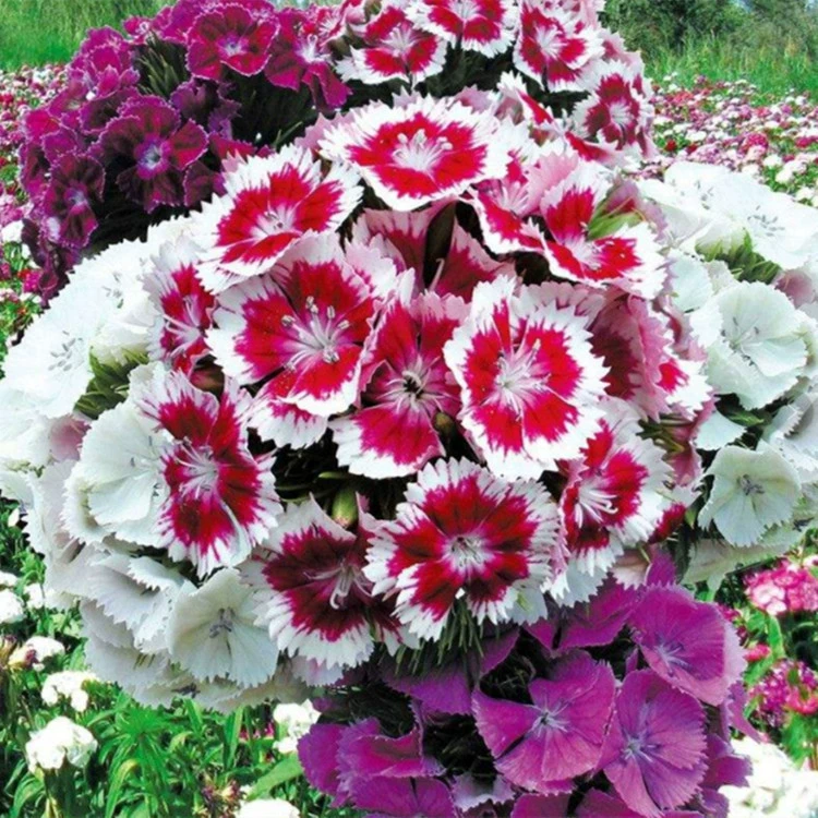 [Производство красочного камня и бамбука большой площади цветок море проекта] Американский Dianthus цветок Семена сеять летом