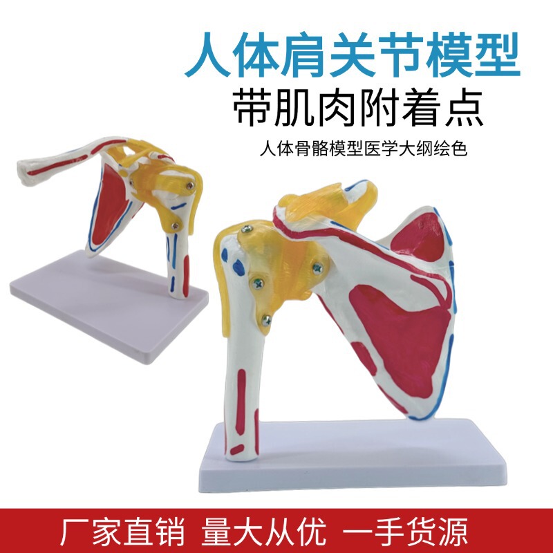 Shoulder joint model with muscle starting and ending points clavicle scapular ligament medical mold orthopedic fitness yoga teaching performance