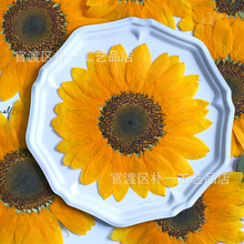 向日葵押花真花干花标本手作教师节树脂diy花艺滴胶压花sunflower