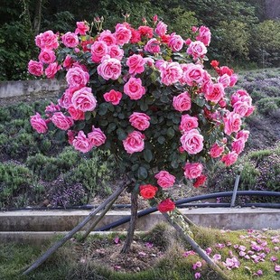 �����ǘ䘶�¼������ش�õ�廨�����ļ��_����ֲ���҃��⎧����