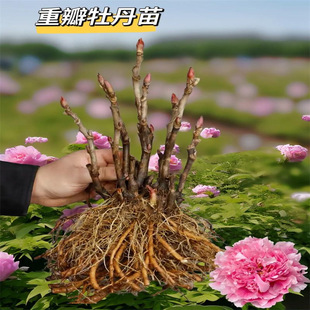 ĵ�����������Դ���������ڎ�����ĵ�����N�ļ��ذ껨��ĵ������