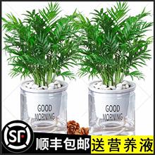 ���仨Ҭ������ˮ��Gֲ���ܴ���ֲ��ɢβ�������������Pβ���F