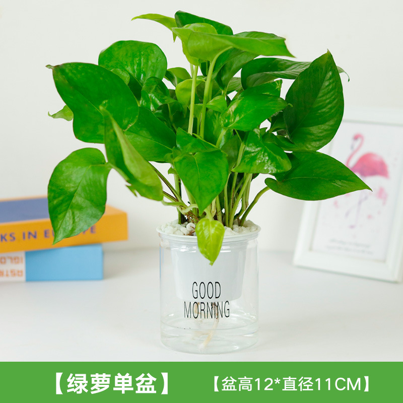 무(흡수분지)에는 비꽃석이 함께 제공됩니다.