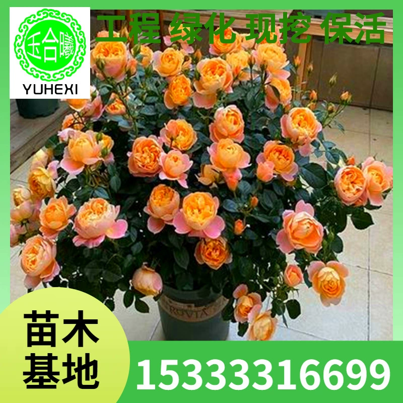Оптовые европейские розовые кустарники, рассада, балконные горшки, двор, очень большие цветочные розы, ароматные морозостойкие растения, цветущие в любое время года