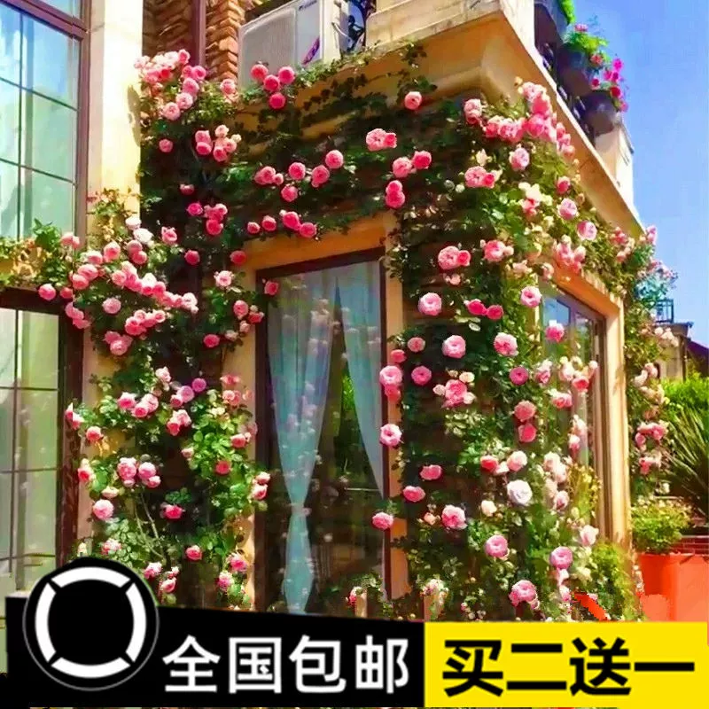 Вьющаяся лоза Роза Цветок розы Рассада Виноградная лоза Стена для скалолазания Роза Морозостойкая Термостойкость Четыре сезона Цветение ароматных цветов Горшечное растение