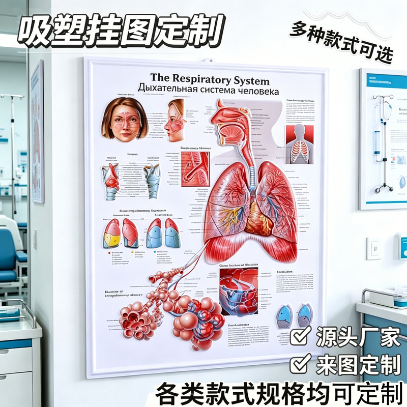 Cross-Border Medical Posters, Blister-Packed 3D Posters, Custom Embossed Medical Posters, Human Tissue Teaching Pvc Posters Cross-Border Medical Posters, Blister-Packed 3D Posters, Custom Embossed Medical Posters, Human Tissue Teaching Pvc Posters
