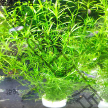 竹节草印度小草中后景懒人新手入门造景虾缸躲避净水阴性水草活体