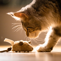 Cat Toys Electric Mouse Automatic Cat Teaser Cat Small Cat Supplies