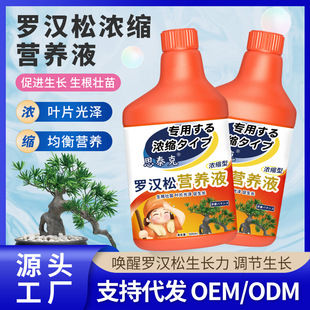 Special Nutrient Solution for Stek Lohan Pine Fertilizer Tarzan Pine Bird Tongue Four Seasons Osaka Pine Bonsai Universal