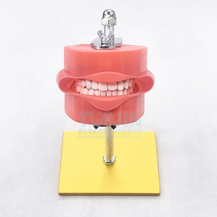 Dental Oral Teaching Model Desktop Type Oral Teaching Practice Training Teeth Model with Face Skin, Soft Gum