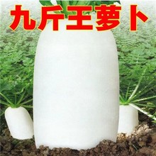 �ﶬ�Ž����ش��}���N���ļ��߮a��������P�݈A�}���r�Ҳˈ@�N��