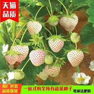 Super Sweet White Cream Strawberry Seeds for Home Balcony Potted Planting, Easy-To-Live Strawberry Fruit Seeds for All Seasons
