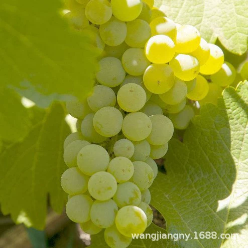 Новый сорт рассады винограда Королева Нина Принцесса Нина Королева Цена рассады винограда Базовая оптовая продажа
