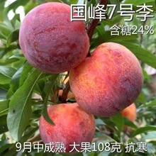 新品种李子树苗特大红心国峰七号号李子苗嫁接苗南北方种植晚熟