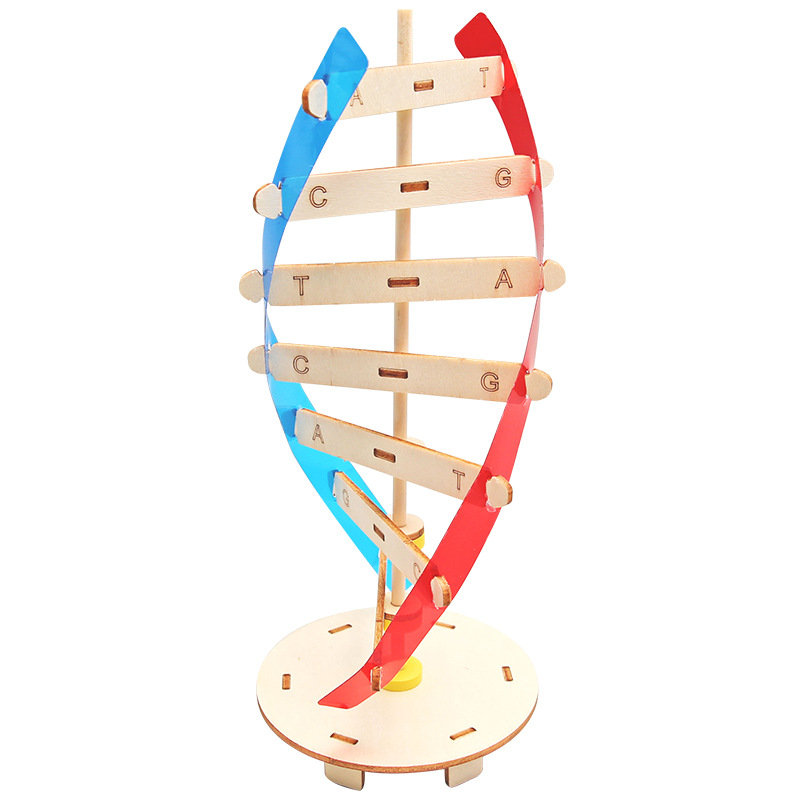 Ciencia y Tecnología pequeña producción DIY humano gen ADN doble hélice modelo biológico ciencia experimental equipo popular ciencia material didáctico