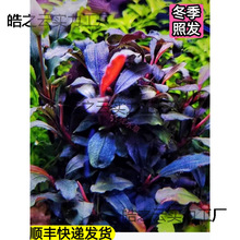 ������ˮ���~���`�{���`�����������ľ�쾰�ݸ�ϡ������ˮ���