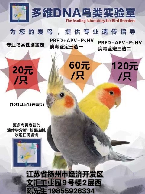 Попугай каждой птицы, черный феникс, гендерная ДНК, идентификация одного вируса PBFD, идентификация 1
