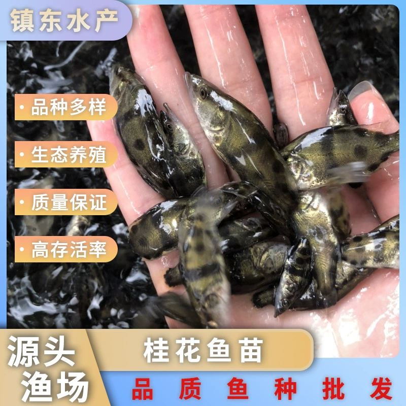 Рыба османтус, рыба мандарин, пресноводная аквакультура, живая рыба османтус, рыба водяной цветок, высококачественные рассада, готовая база живой рыбы