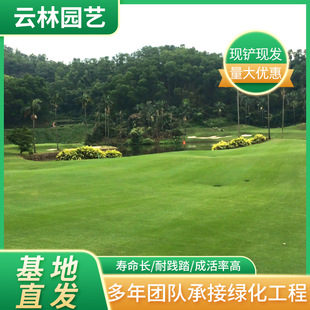 With Soil Lawn Real Grass Dwarf Bermuda Lawn Greening Football Field Green Grass House Courtyard Turf