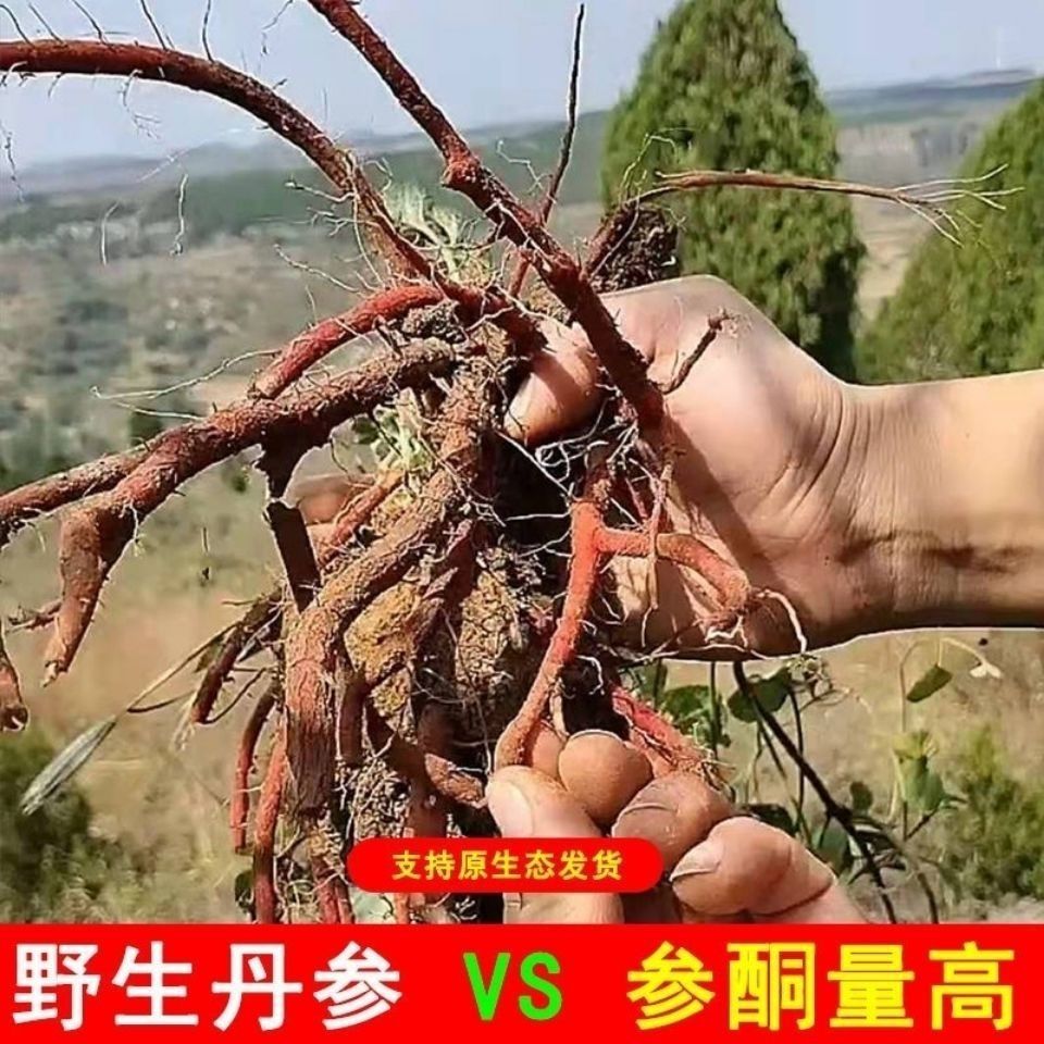 Sichuan Purple Danshen Root Slices Dan Shen 500g Salvia miltiorrhiza Herbal Tea and Soup Ingredient quality and texture