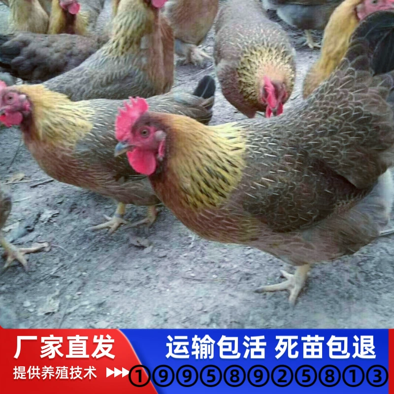 До дня рождения цыплят-бройлеров Цинюань, цыплят-самок, цыплят-самцов, больших красных цыплят-бройлеров, желтохвостых цыплят-бройлеров, цыплят-бройлеров, оптовые рассады на свободном выращивании