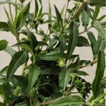 批发零售墨旱莲 鳢肠旱莲草金陵草乌发草墨烟草量大从优