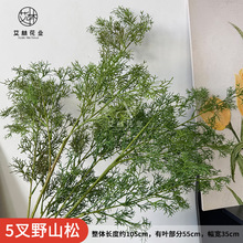 5��Ұɽ�ɾW�t�������Gֲ��횲ݻ�ˇ�����xɭϵ��Y�����쾰