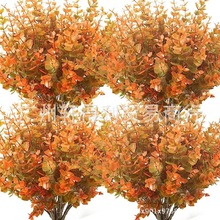 �羳�＾���滨���l7���ȼ�������ˮ�ݷ½��X�~�����ƺ�G��ֲ��