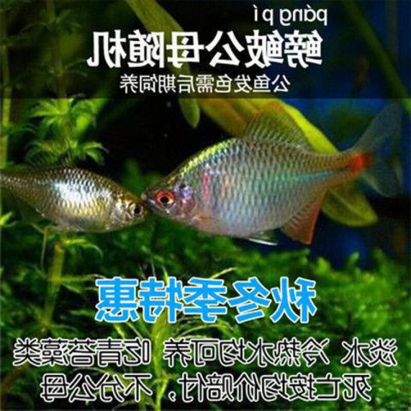 フナ、観賞魚、冷水魚、ネイティブ魚、カラフルなフナ、ハイボディフナ、小型淡水魚、飼いやすい|undefined