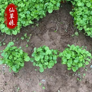 February Blue Flower Cup Seedlings, Cold-Resistant and Drought-Resistant Zhugecai, Park Wetland Greening, February Blue Flower Sea Perennial Ground Cover