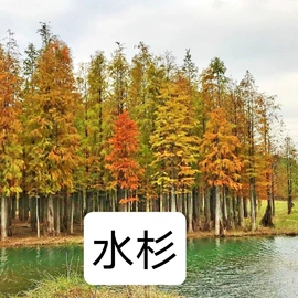 盆栽;种子;园林果树