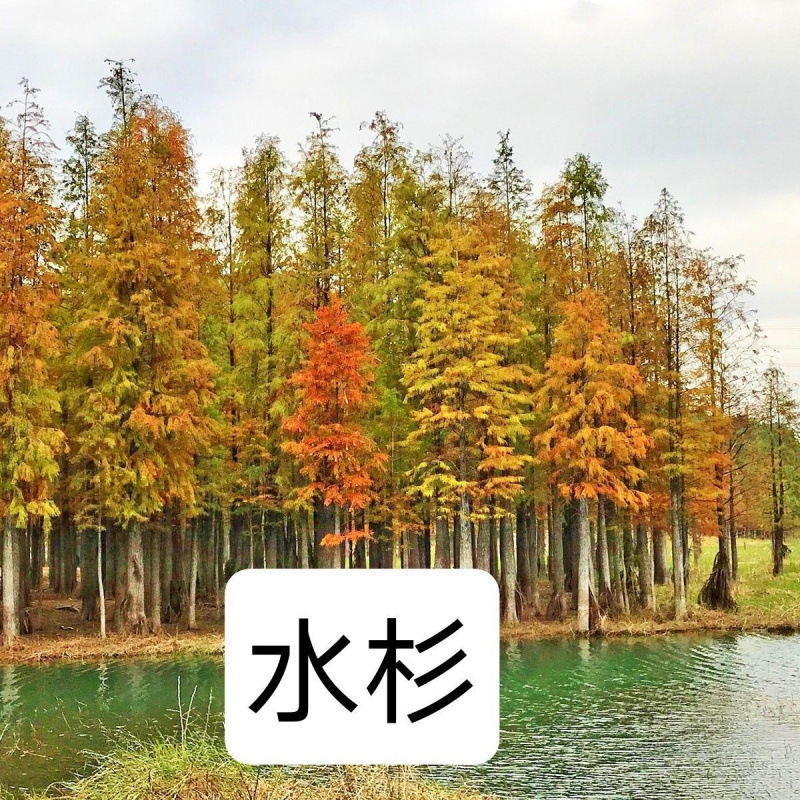 水杉树苗落羽杉可水培易成活绿化庭院盆栽换季变色植物带土发货厂