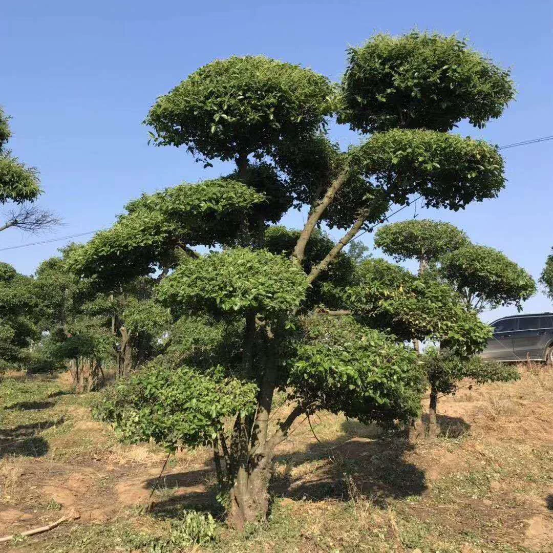 Продажа форм для стволов лигустиума, форм для лигустиума, форм для лигустиума овального, искусственного лигустиума, деревьев в форме яньсицзы.