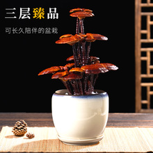 ���Ӵ��`֥�辰���w���`֥���Ӹߙn����Ұ����ؔ�����҃�ֲ���ͶY