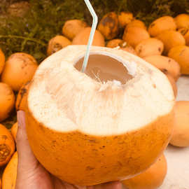 现货海南黄金椰 代发4/9个新鲜牛奶海椰子清甜应季热带水果