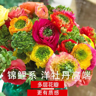 Imported Butterfly Buttercup Bulbs, Double-Petaled Peony Seedlings, Indoor and Outdoor Four-Season Flowering Flower Plant Potted Plants