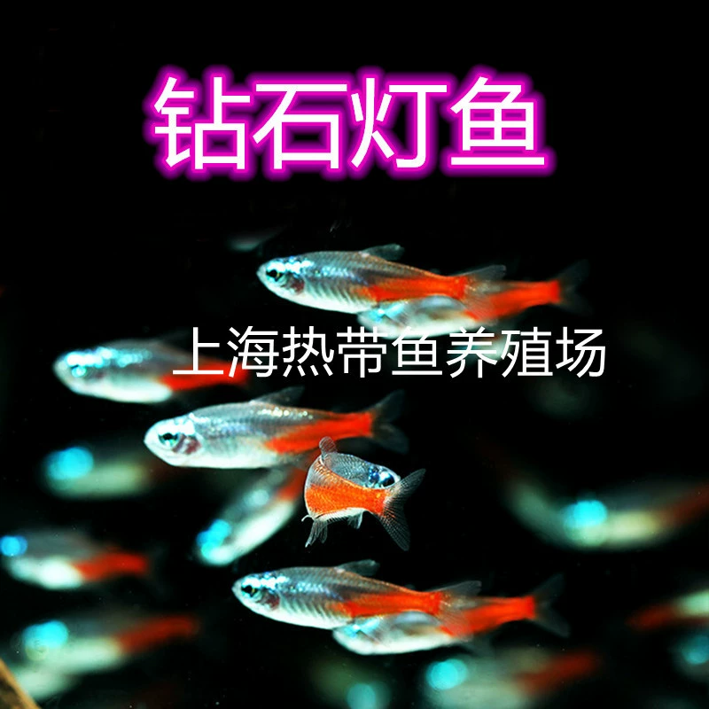 Алмазная лампа рыба тропическая рыба живущая маленькая рыба лампа группа Плавание Рыба и Трава Аквариум Шанхай рыболовное поле большое количество прямых декоративных рыб