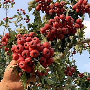 Live Hawthorn Seedlings Grafted into Pots and Planted in the South and North Courtyards, Extra Large Fruit Trees, Hawthorn Seedlings That Bear Fruit in the Same Year