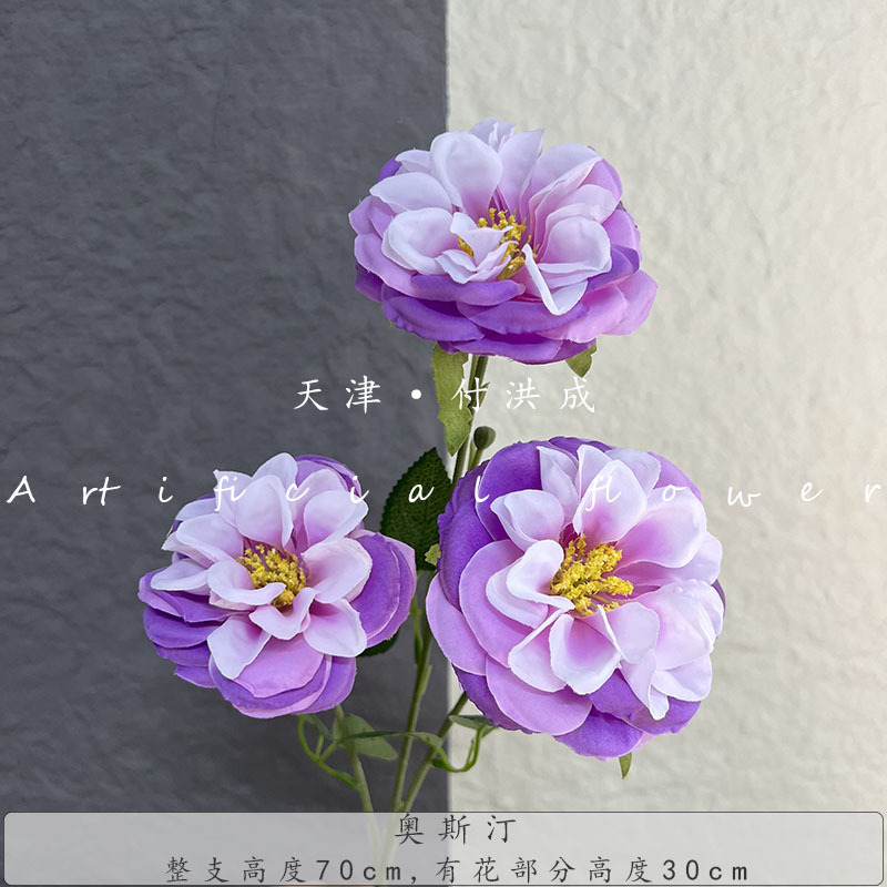 3개의 머리 오스틴-딥 퍼플