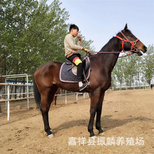 ��̨�T���R�����X Ӗ�õ��R�����X �Rƥ�������㰫�R