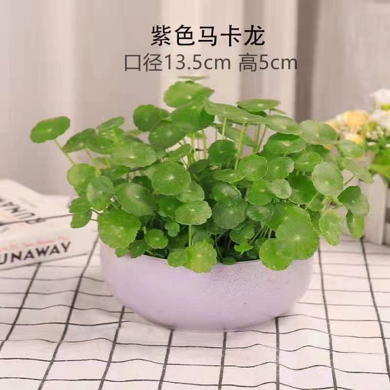 패키지 보라색 세라믹 냄비 + 잎이 있는 구리 돈 풀 + 과립 비료