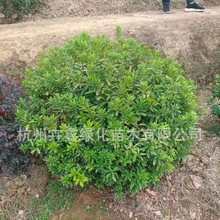 ���ش������lë�N��P120���N�����N�򰲿���N�������@��