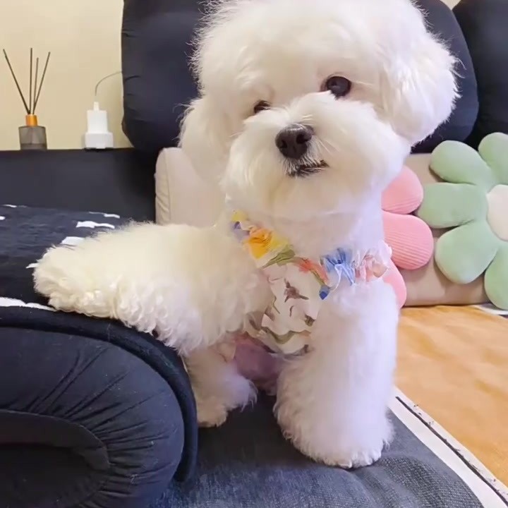 Ropa de verano para mascotas, ropa delgada para gatos, cinturones, falda de flores, chaleco para perros pequeños de verano, felinos de peluche