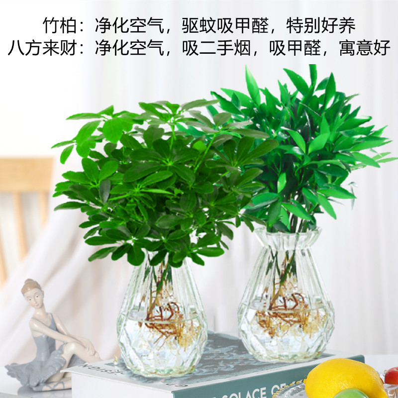 [두인 핫모델] 대나무와 편백나무 + 팔방라이카이 4그루(다이아몬드병) + 영양액