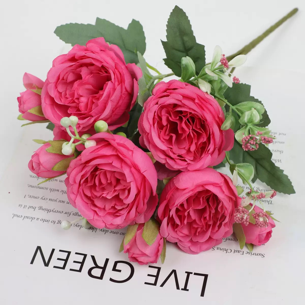 장미 붉은 오두 모란